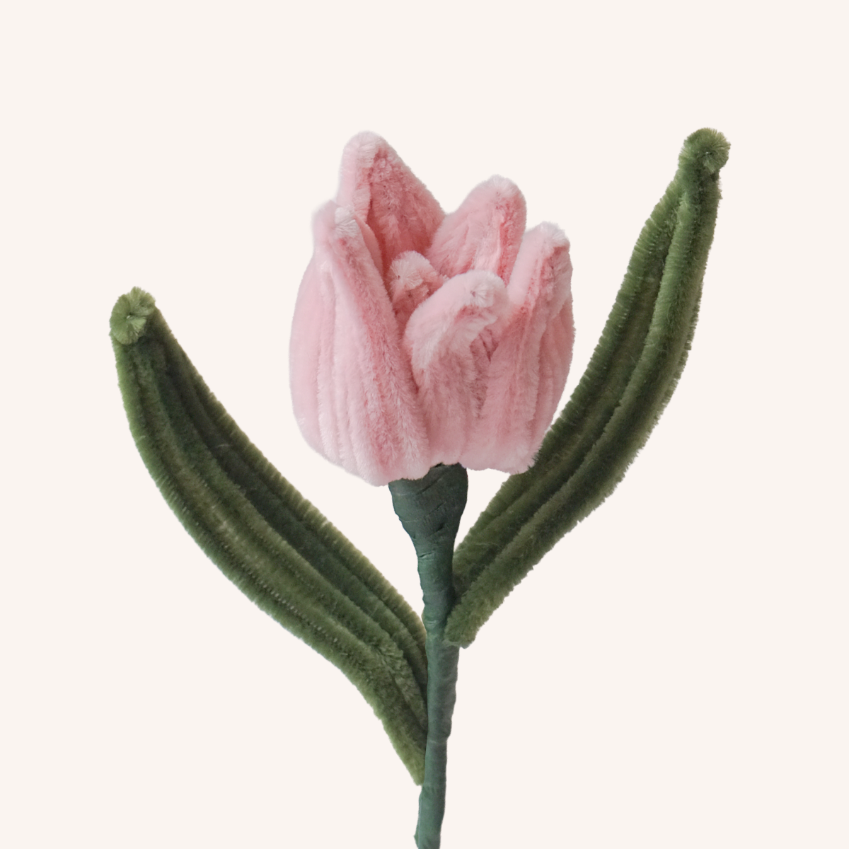 Tulipe
